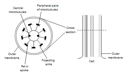 127_Flagella 1.png